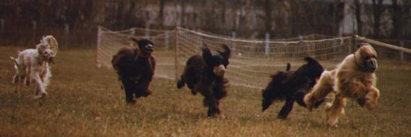 Training dogracing - autumn 1996