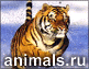 Animals in Russia - - - http://www.animals.ru